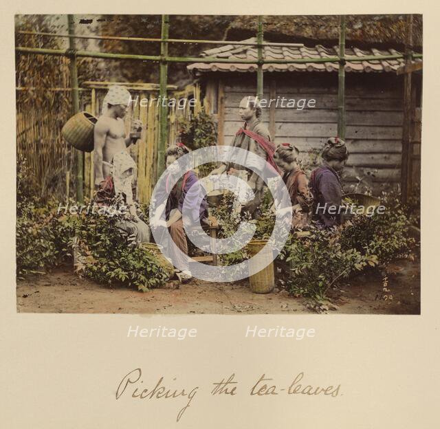 Picking the Tea Leaves, about 1873-1883. Creator: Shinichi Suzuki I.