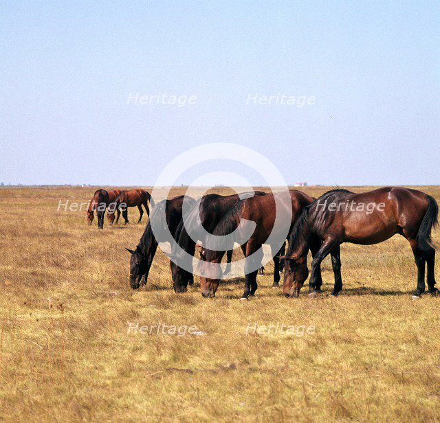 Herd of horses grazing on the Hortobagy plaza. Artist: CM Dixon Artist: Unknown