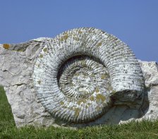 Giant fossil ammonite. Artist: Unknown