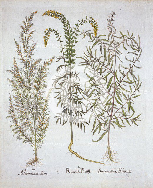 Mignonette, Southernwood, and Tarragon, from 'Hortus Eystettensis', by Basil Besler (1561-1629), pub