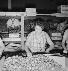 Packing fresh prunes at night in packinghouse during busy season, Yakima, Washington, 1939. Creator: Dorothea Lange.