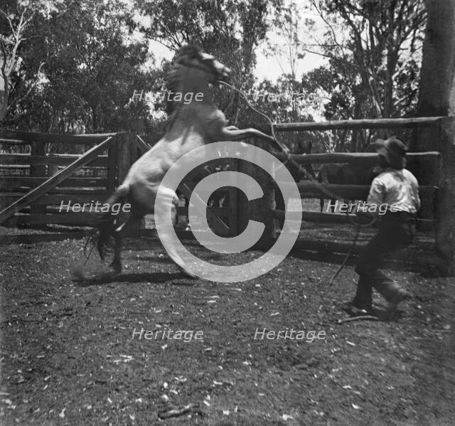 Man with rearing horse, c1900s. Creator: Robert Augustus Henry L'Estrange.
