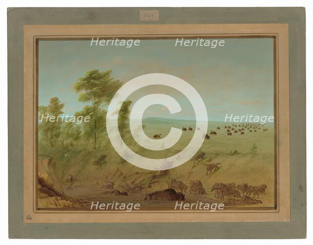 Mired Buffalo and Wolves, 1861/1869. Creator: George Catlin.