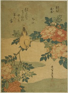 Bush Warbler and Rose (Kocho, bara), from an untitled series of flowers and birds, Japan, c. 1834. Creator: Hokusai.