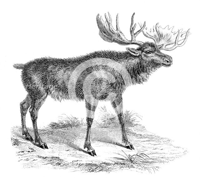 'Moose Deer', 19th century. Artist: Unknown