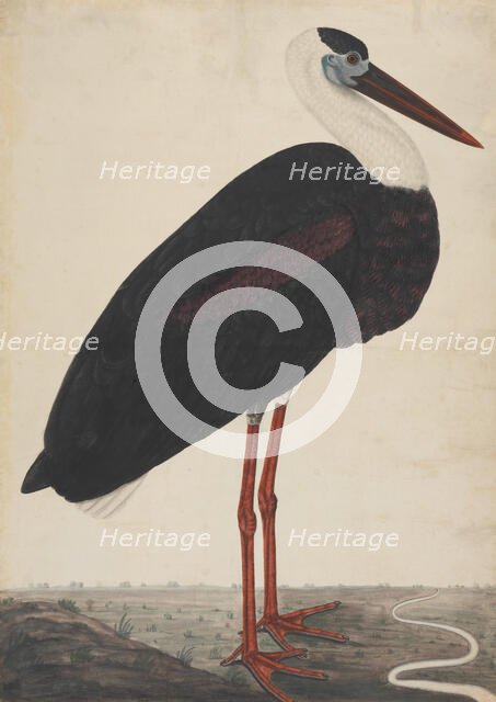 Black Stork in a Landscape, ca. 1780. Creator: Unknown.