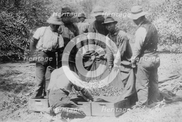 Japanese on fruit farm, California, between c1910 and c1915. Creator: Bain News Service.