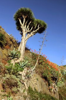 Dragon Tree, Anaga Mountains, Tenerife, 2007.