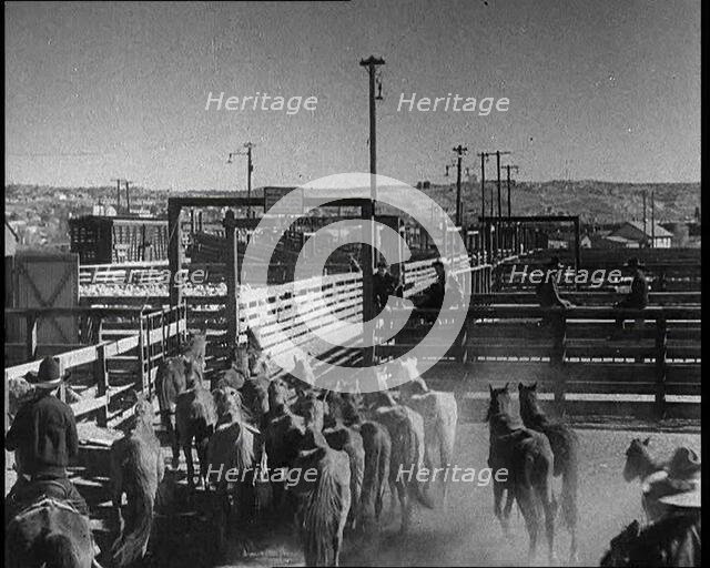 Horses Being Rounded up By Cowboys And Being Put Into Pens, 1932. Creator: British Pathe Ltd.