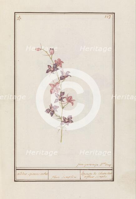 Larkspur (Consolida), 1790-1799. Creator: Jan Garemijn.