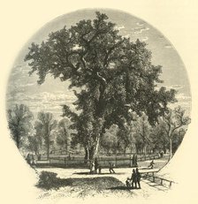 'Old Elm, Boston Common', 1874.  Creator: John Filmer.