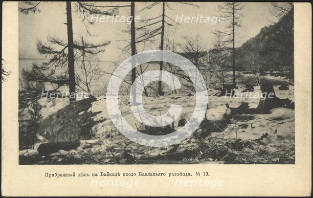 Coastal forest on Lake Baikal near the Baklany junction, 1905. Creator: Unknown.