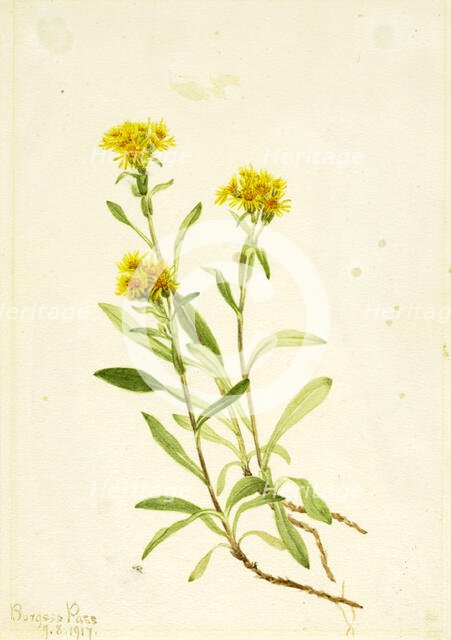 Sidesaddle Goldenrod, 1917. Creator: Mary Vaux Walcott.
