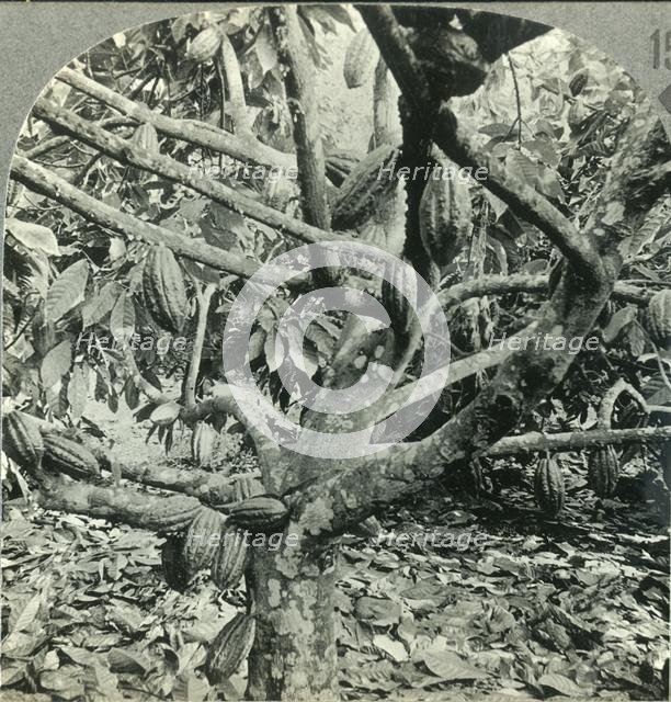 'The Eccentric Growth of Cocoa Pods, Dominica, British West Indies', c1930s. Creator: Unknown.