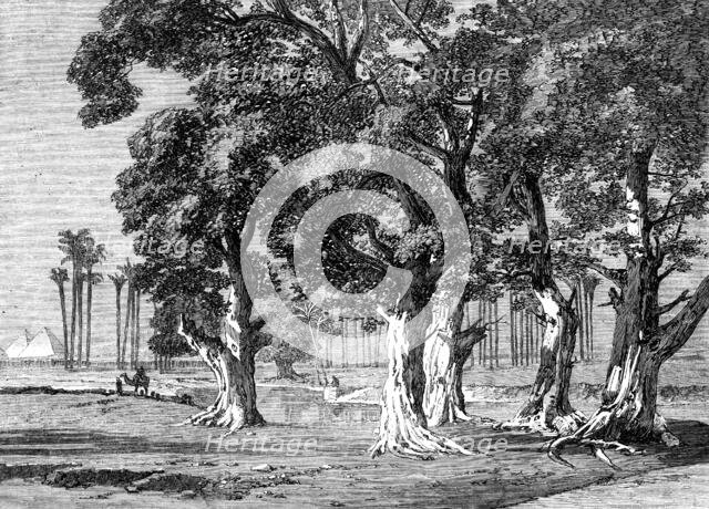 The Prince of Wales' Visit to Egypt: Djizeh - from a drawing by Frank Dillon, 1862. Creator: Unknown.