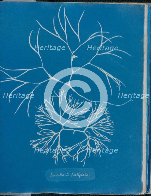 Furcellaria fastigiata, 1843 or 1844. Creator: Anna Atkins.