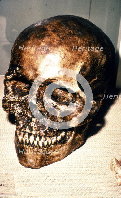 Reconstructed Skull of Cromagnon Man, c20th century. Artist: Unknown.