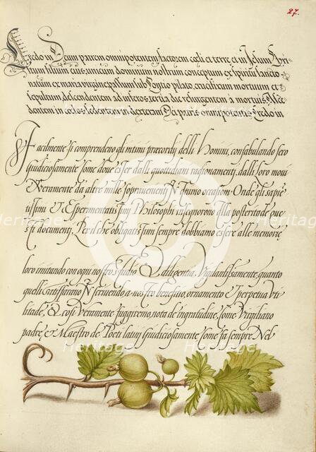 European Currant; Mira calligraphiae monumenta, 1561-1562; illumination added 1591-1596. Creator: Joris Hoefnagel.