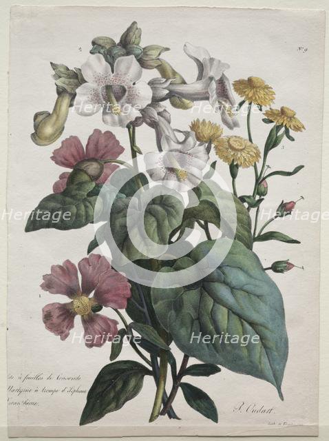 Cours dHistoire Naturelle, contenant les principales espèces du règne animal..., 1825. Creator: Godefroy Engelmann (French, 1788-1839).