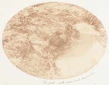 Sea Pool with Shells and Seaweeds, 1853-56. Creator: John Dillwyn Llewelyn.