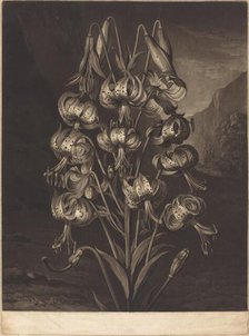The Superb Lily, 1799. Creator: William Ward.