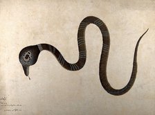 Indian cobra, with 'monocle' marking on hood, 1782. Creator: Bhawani Das.