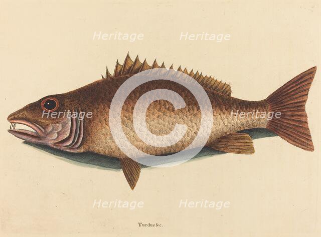 The Mangrove Snapper (Labrus griseus), published 1754. Creator: Mark Catesby.