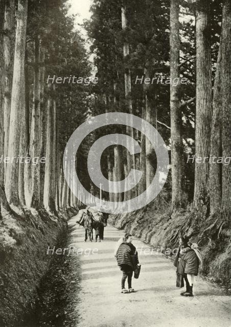 'The Cryptomerias at Nikko', 1910. Creator: Herbert Ponting.