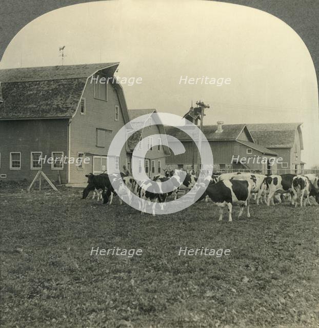 'Group of Modern Dairy Barns and Herd of Holstein Cattle at Lake Mills, Wisconsin.', c1930s. Creator: Unknown.