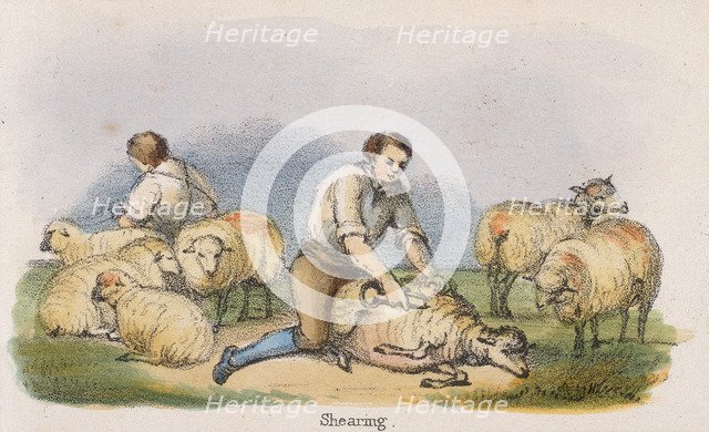 'Shearing', c1845. Artist: Benjamin Waterhouse Hawkins