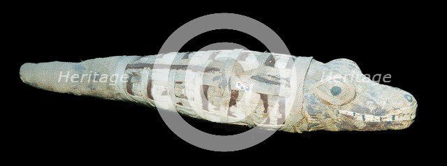 Mummy of a crocodile. Artist: Unknown