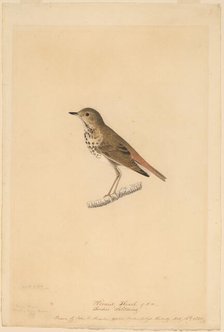 Hermit Thrush, 1820. Creator: John James Audubon.