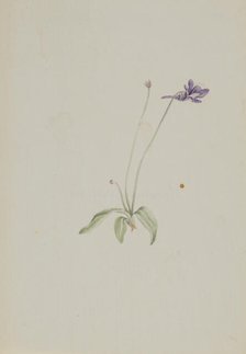 Pinguicula vulgaris, ca. early 1930s. Creator: Mary Vaux Walcott.