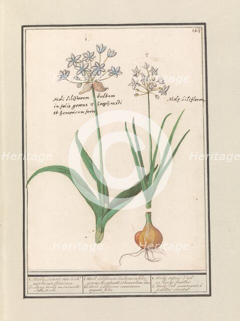 Bear's garlic (Allium ursinum), 1596-1610. Creators: Anselmus de Boodt, Elias Verhulst.