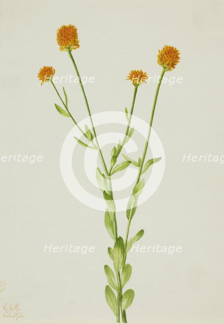 Orange Polygala (Polygala lutea), 1926. Creator: Mary Vaux Walcott.