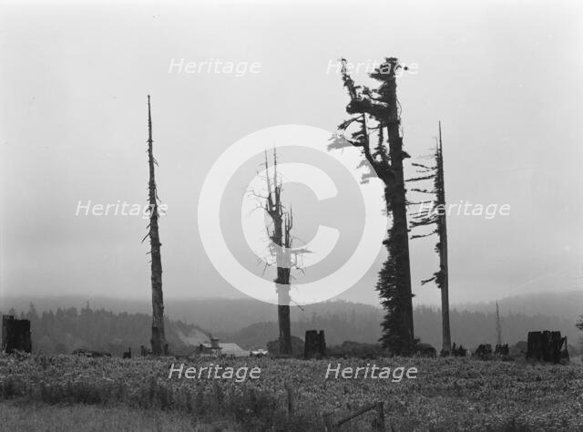 Redwood trees and stumps on redwood highway, Scotia, Humboldt County, California, 1939. Creator: Dorothea Lange.