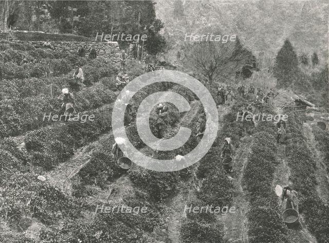 A tea plantation outside the town, Kobe, Japan, 1895. Creator: Unknown.