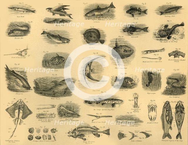 'Fishes', c1910. Creator: Unknown.