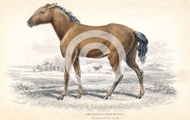 Tarpan, 1830. Artist: William Home Lizars