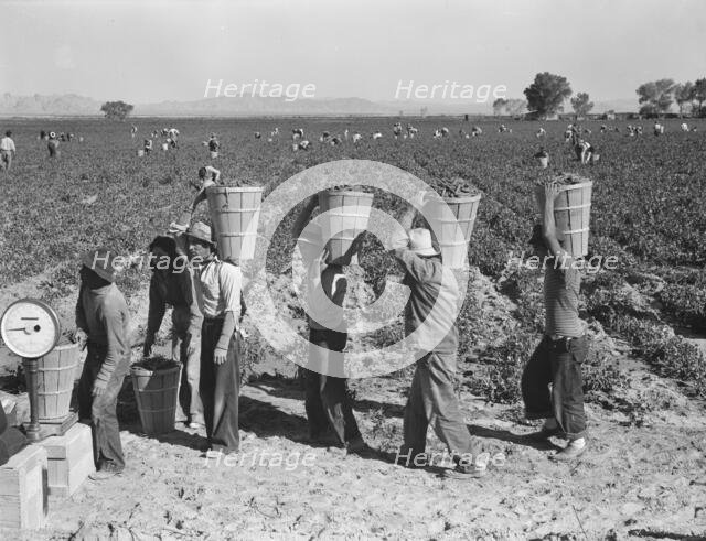 Pea pickers line up on edge of field at weigh scale, near Calipatria, Imperial County, CA, 1939. Creator: Dorothea Lange.