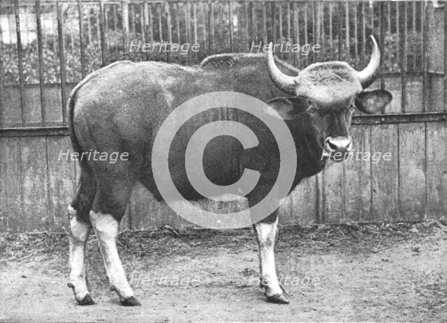 ''The Gaur (Bos Gaurus) from the Sultan of Pehang', 1890. Creator: Unknown.