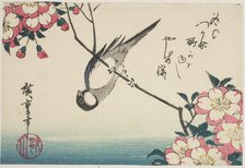 Great tit on cherry blossom branch, 1830s. Creator: Ando Hiroshige.