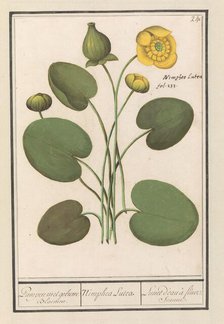 Yellow water lily (Nuphar lutea), 1596-1610. Creators: Anselmus de Boodt, Elias Verhulst.