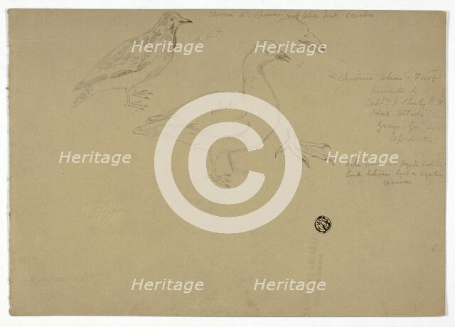 Sketches of Birds, c. 1888. Creator: Henry Stacy Marks.