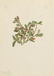 Rock Willow (Salix petrophila), 1917. Creator: Mary Vaux Walcott.