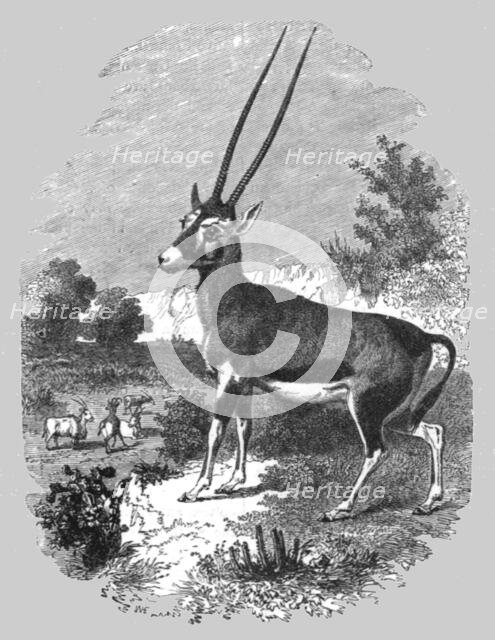 'Caffrarian Antelope; A Few Words about Natal and Zululand', 1875. Creator: Unknown.