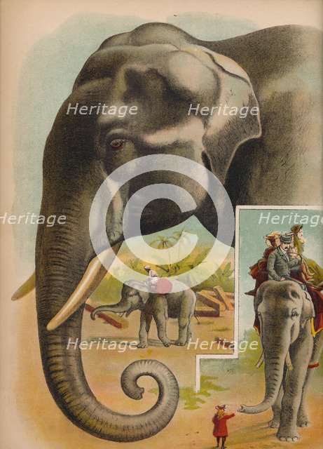 'The Elephant', c1900. Artist: Helena J. Maguire.