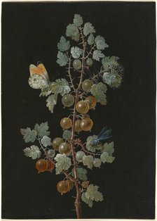 A Branch of Gooseberries with a Dragonfly, an Orange-Tip Butterfly, and a Caterpillar, 1725-1783. Creator: Barbara Regina Dietzsch.