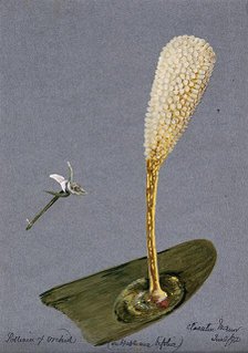 Pollinia (clumps of pollen) of the butterfly habenaria orchid (Habenaria bifolia) on a..., 1892. Creator: Unknown.
