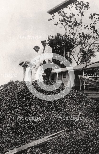 Brazil nuts harvested from the Amazon Valley, c1900s. Artist: Unknown